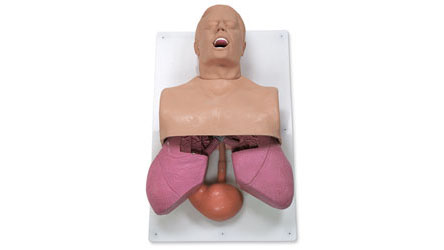 Adult Airway Management Trainer with Board 